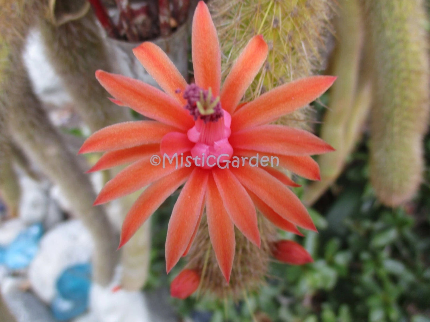 Borzicactus 2 Rooted Plants in 1 Pot | Unique Cactus Variety | Ideal for Indoor or Outdoor Decor