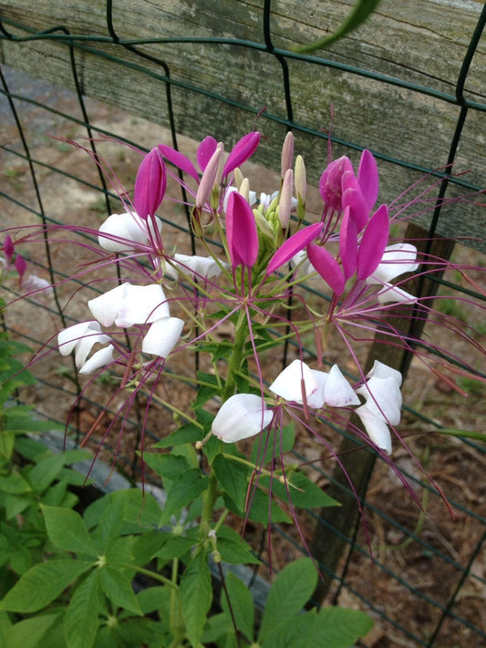 100 White Pink Spider Flower Seeds, Clome Spinosa Perennial, US Seller, Attracts Bees
