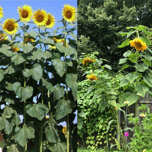Mammoth Black Russian Sunflower Seeds - Organic Huge Annual Wildflower - Helianthus annuus - 26+ Seeds