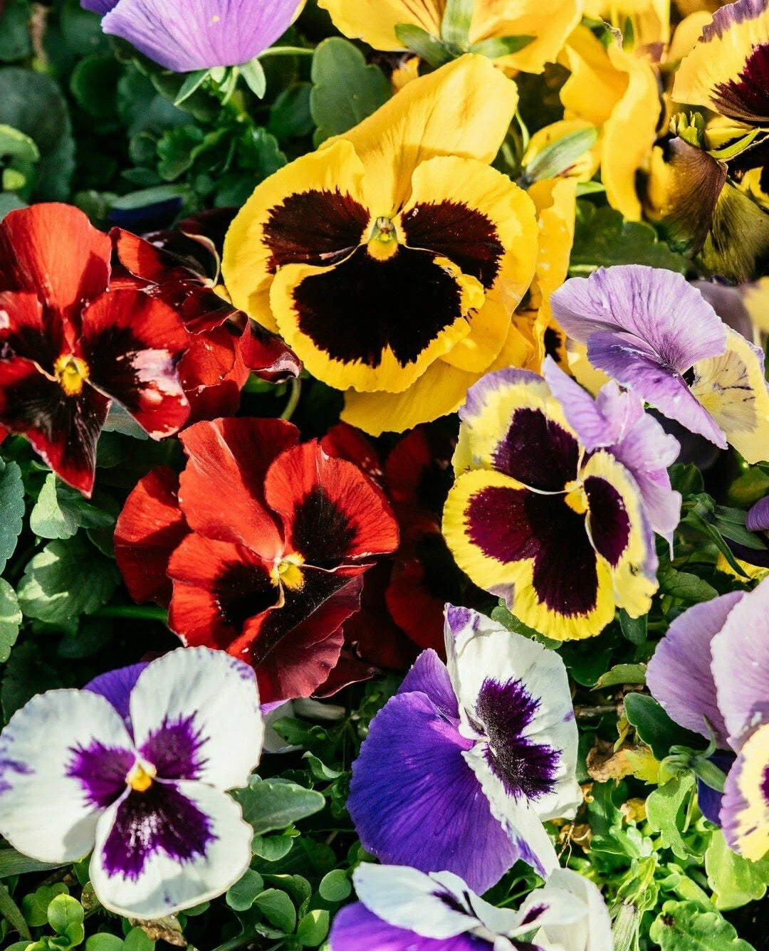 Pansy Seeds Flower Mix - 50 Count - Easy Grow - Viola tricolor