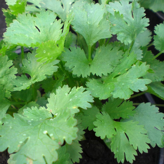 Coriander Seeds | Heirloom Non-GMO | Santo Cilantro | Coriandrum sativum