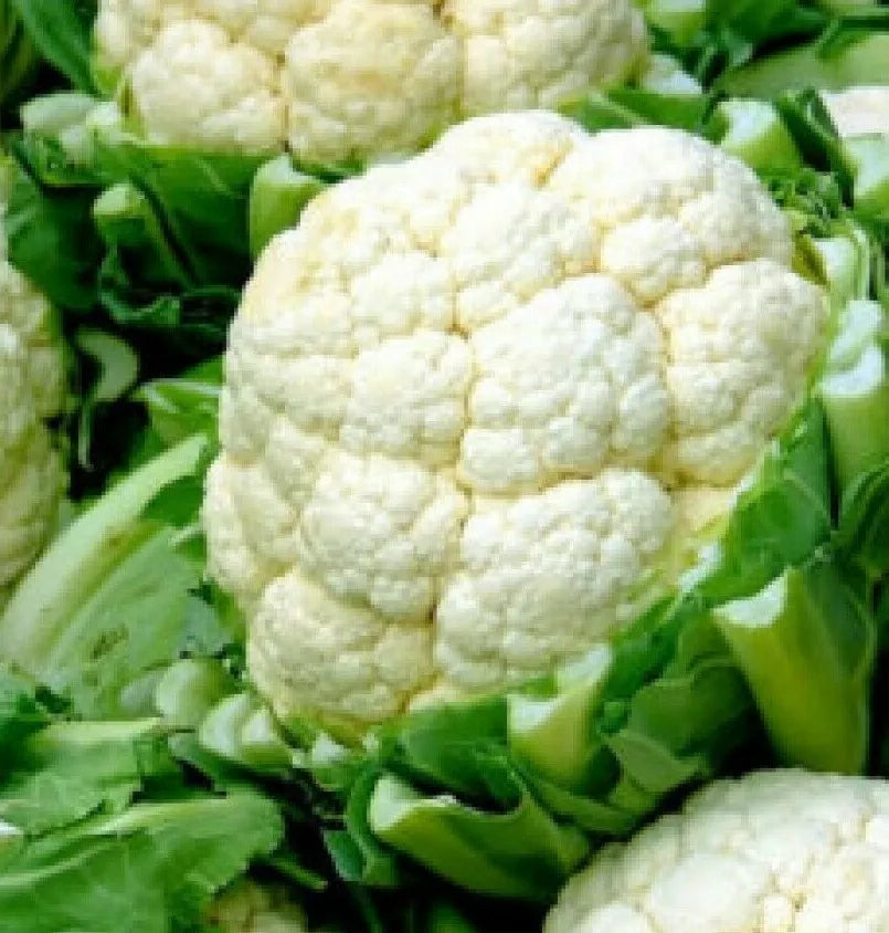 Cauliflower Seeds 300+ Snowball Y Improved Vegetable Seeds (Brassica oleracea) - Culinary Variety, Free Shipping