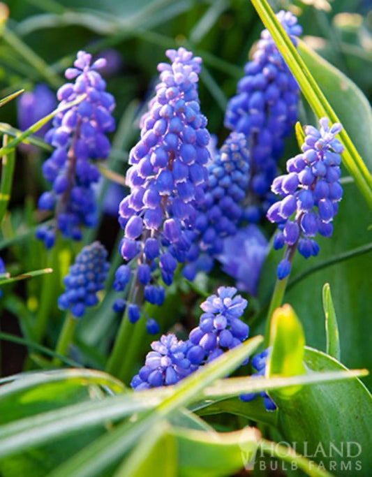 Blue Grape Hyacinth Bulbs 8-9 cm Deep Cobalt-Blue Muscari armeniacum for Spring Garden Planting, Hardy Naturalizer