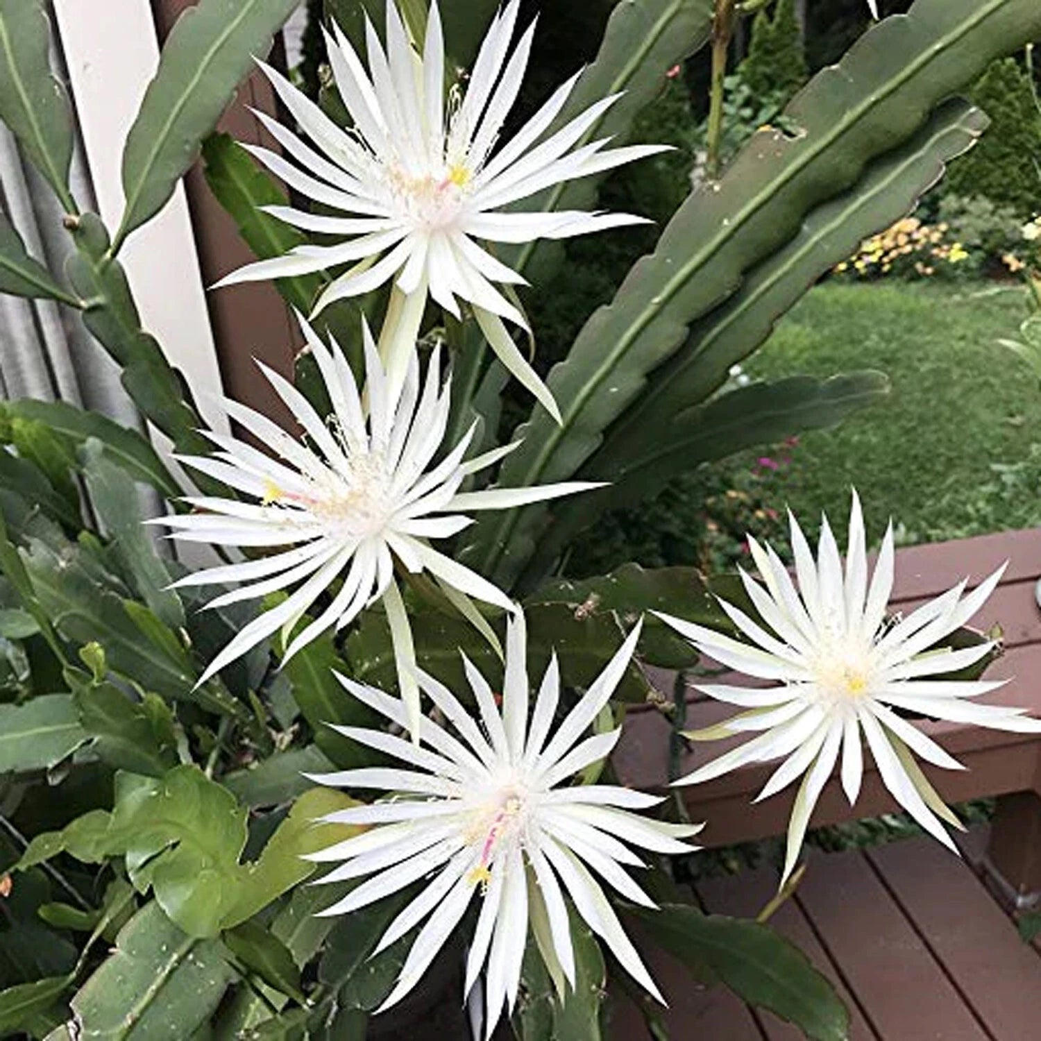 Mature Cuttings White Epiphyllum Hookeri Fragrant Orchid Cactus Strictum - 4 Pack