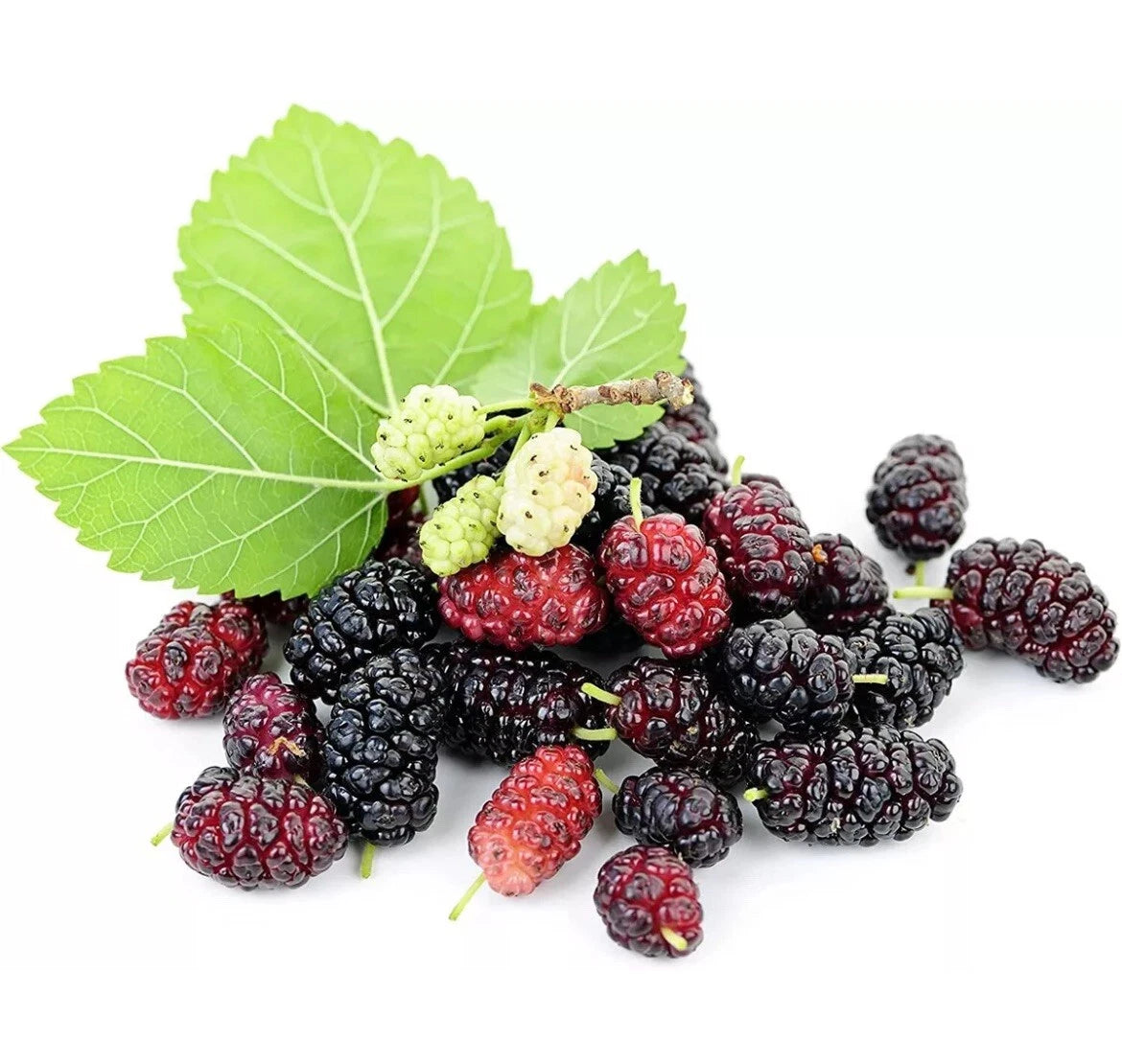 25 Mulberry Seeds - Morus Rubra - Sweet Edible Fruit Tree - Fragrant Variety - Easy to Grow - TX USA