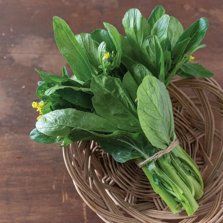 Asian Yu Choy Seeds - Choi Sum, Chinese Flowering Cabbage - Brassica rapa - Tracking Included