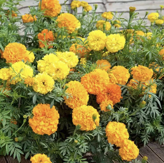 25 Marigold Seeds Crackerjack Mix XL Blooms Heirloom Annual Flowers (Tagetes erecta) Medicinal Garden Plant