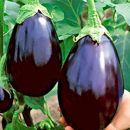 Black Beauty Eggplant Seeds - 101+ Heirloom Organic Vegetable Seeds for Container Gardening - Solanum melongena