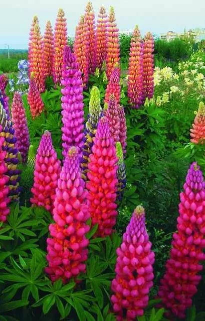 Lupine Seeds - 25 Pack - Pink Purple Orange Perennial Flowers - Lupinus - US Seller
