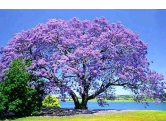 Jacaranda Tree Live Plant - 3-6" Tall - Purple/Blue - Ships Potted - Mimosifolia