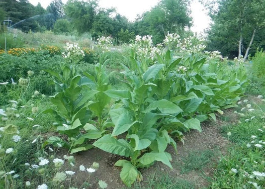 Black Mammoth Tobacco Seeds - 1000+ Heirloom Seeds for Pipe and Snuff - Nicotiana tabacum
