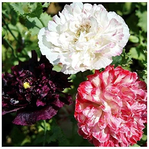 170 Seeds Antique Flemish Poppy Double Mix - Papaver somniferum - Non-GMO Flower Seeds for Garden Planting