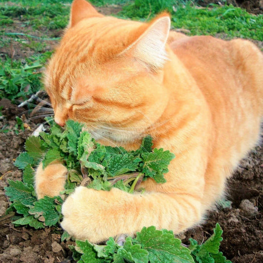 Catnip Seeds for Planting - Nepeta Cataria - Catmint Garden Vegetable, 2025 Harvest