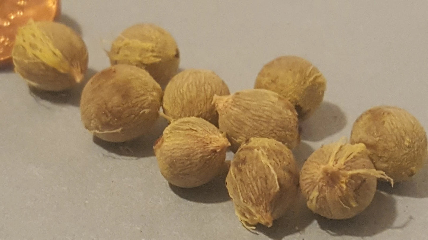 Jerusalem Palm Tree Seeds - 24 Pack - Date Palm - Phoenix dactylifera