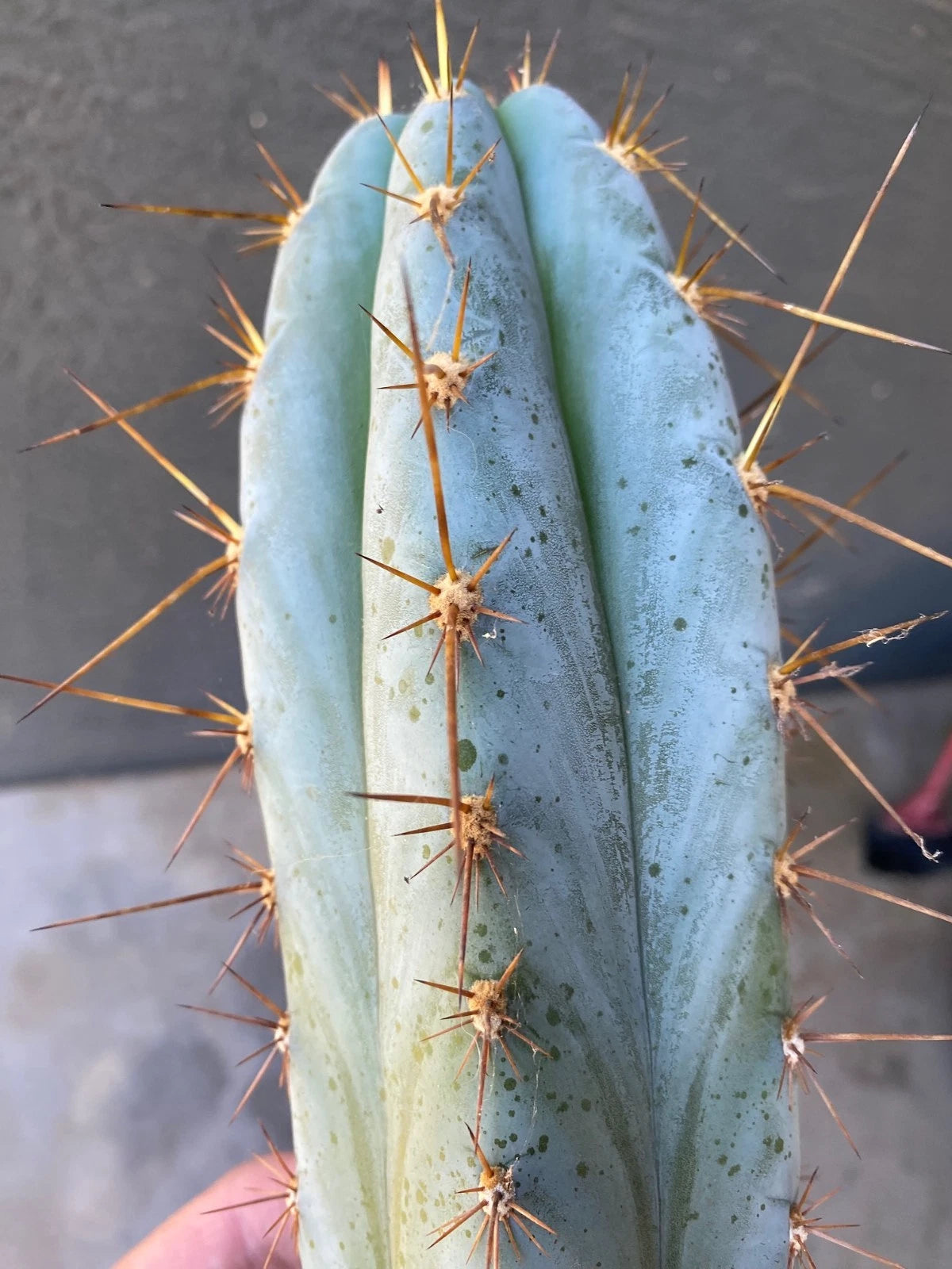 Echinopsis Icaros Cutting 15 Inch, Unique Cactus Variety, Perfect for Plant Lovers, Echinopsis Icaros
