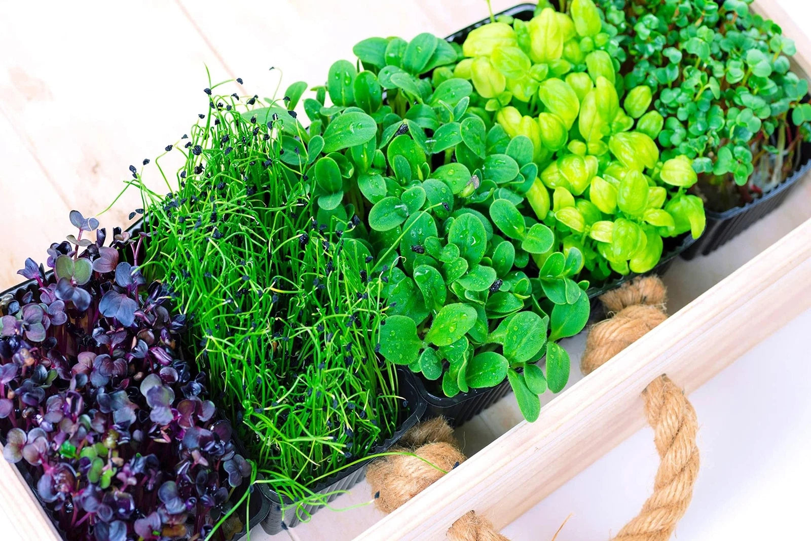 Microgreens Mix 5 Varieties - Basil, Onion, Radish, Alfalfa, Wheatgrass - Nutrient-Dense Microgreens for Home Growing