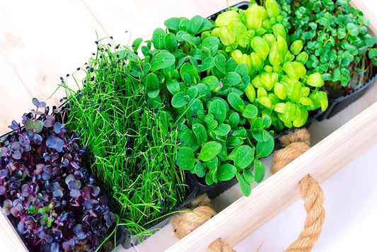 Microgreens Mix 5 Varieties - Basil, Onion, Radish, Alfalfa, Wheatgrass - Nutrient-Dense Microgreens for Home Growing