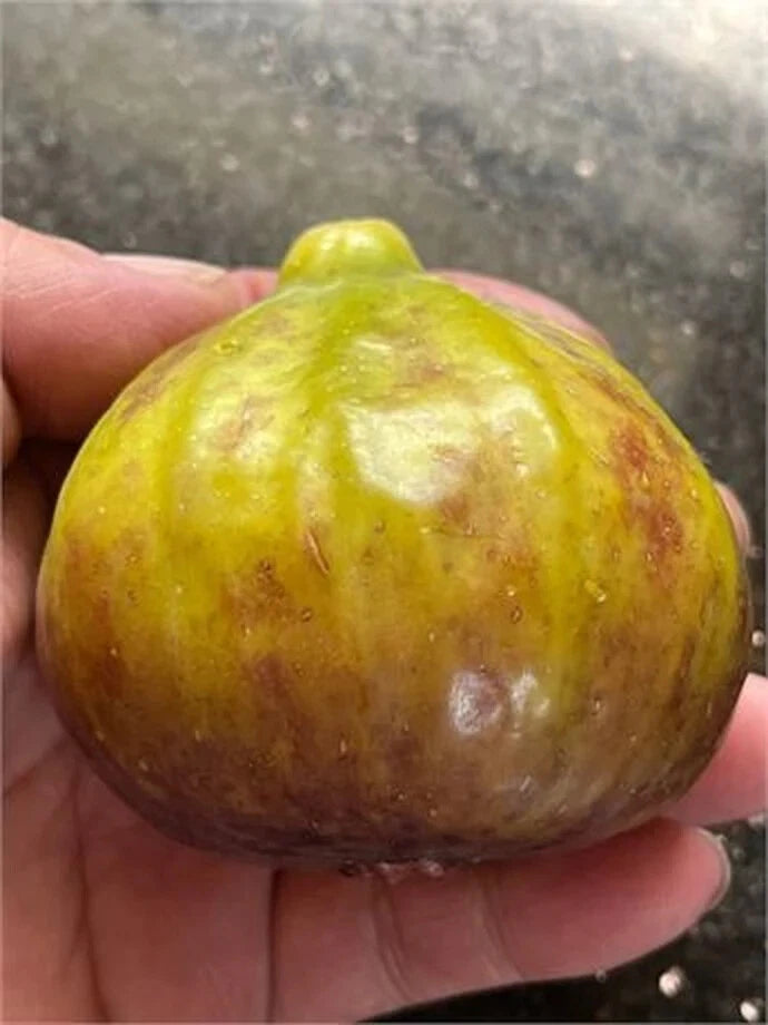 Brooklyn Dark Cutting - 3 Nodes - 8 Inches Long - Ficus elastica