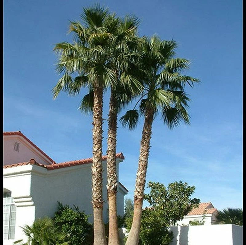 Mexican Fan Palm Tree Seeds - 50+ Fresh Washington Robusta Seeds - Washingtonia robusta - 2023 Harvest