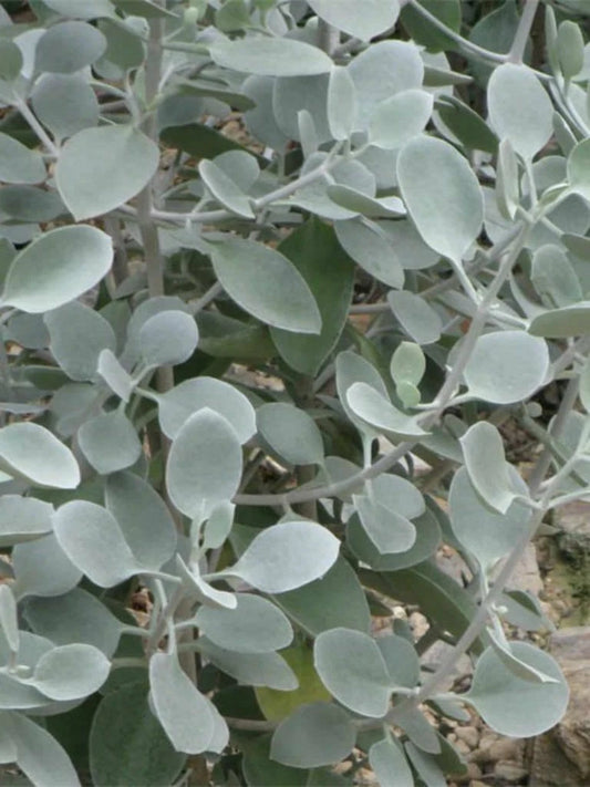 Kalanchoe Hildebrandtii Cutting 5" Silver Teaspoons Succulent Bracteata Plant