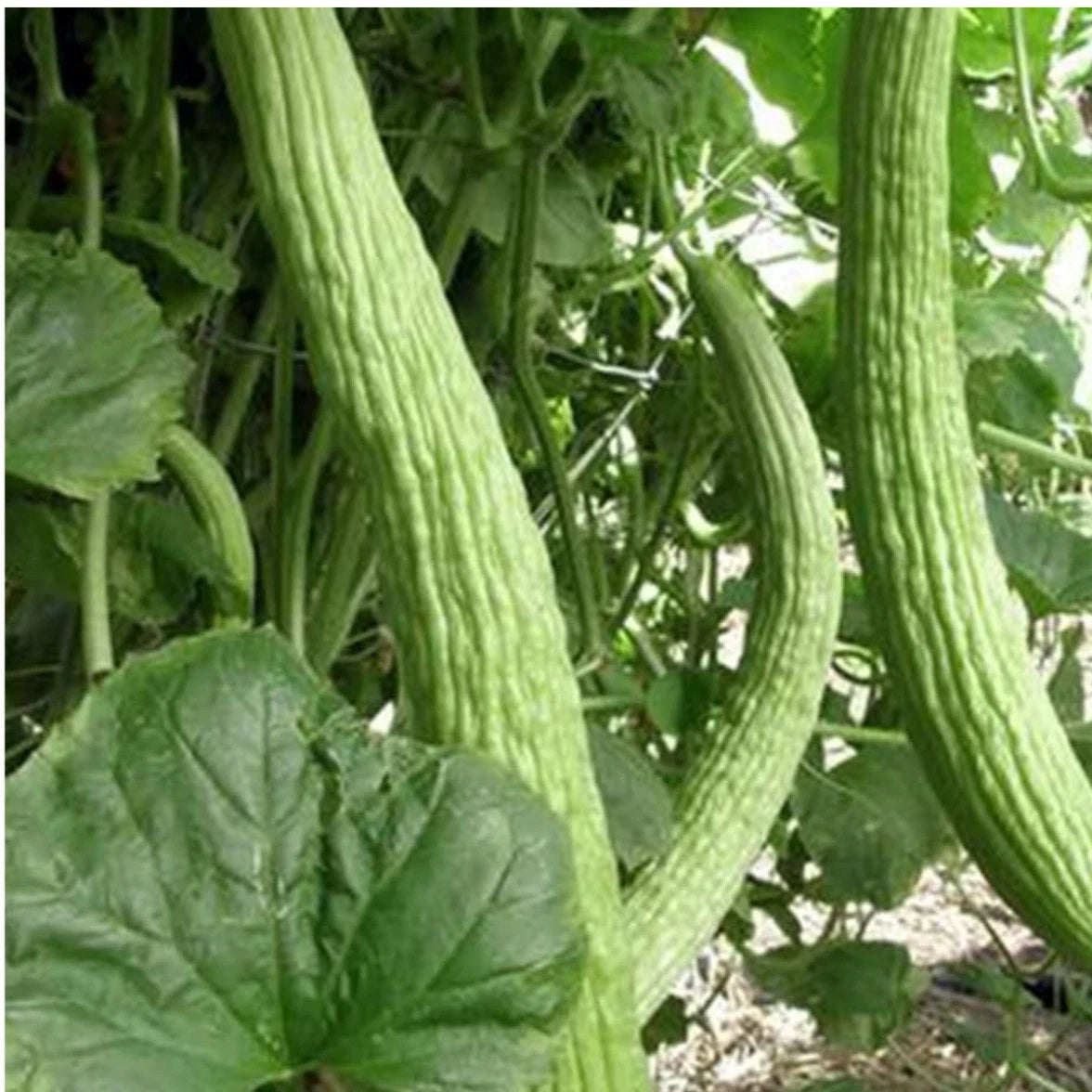 Armenian Light Green Cucumber Seeds - 35+ Heirloom Organic Seeds - Cucumis melo - Non-GMO, Free Shipping