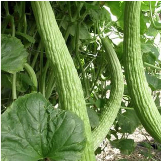 Armenian Light Green Cucumber Seeds - 35+ Heirloom Organic Seeds - Cucumis melo - Non-GMO, Free Shipping