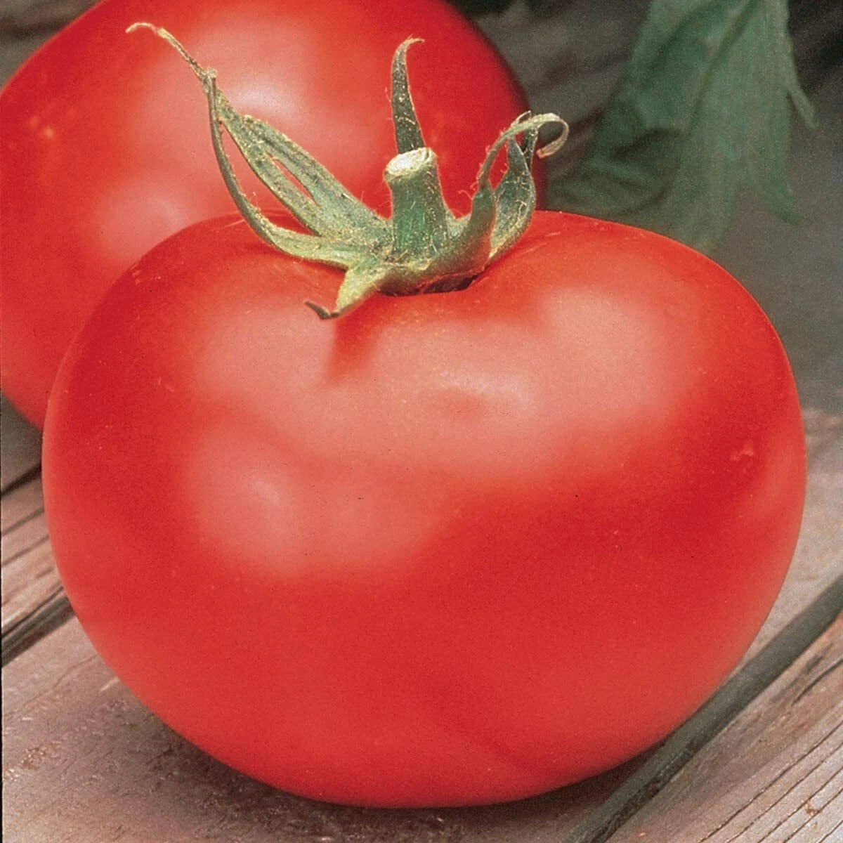 Tomato Seeds - Burpee Big Boy Variety - Fresh Seeds for Home Gardening - Solanum lycopersicum