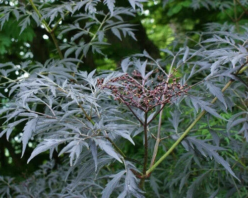 Black Lace Elderberry Seeds, 25 Count, Showy Black Lace Sambucus nigra Shrub, Ornamental Foliage