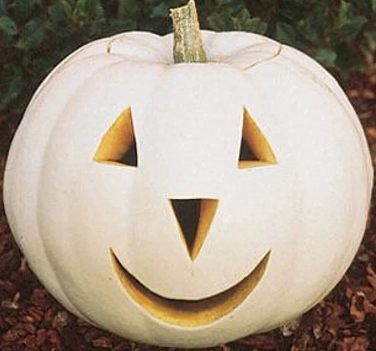 Casper Pumpkin Seeds - 12+ White Vegetable Seeds for Halloween Garden - Ornamental Variety (Cucurbita pepo)