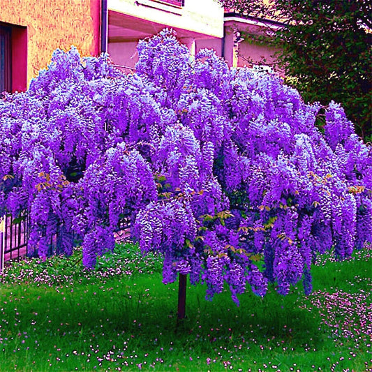 Chinese Blue Wisteria Seeds - 10 Fast Flowering Bonsai Tree Seeds (Wisteria sinensis) - Hardy Vine for Garden Planting