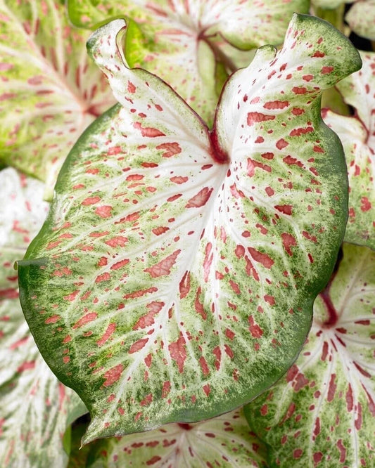 Caladium Bulbs - Gingerland Variety - Colorful Tropical Foliage - Caladium bicolor