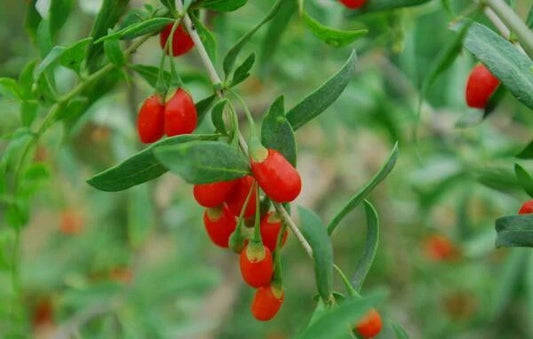 Goji Berry Seeds 100 Pack - Lycium Barbarum - Remontant Wolfberry, Blooms Twice a Year