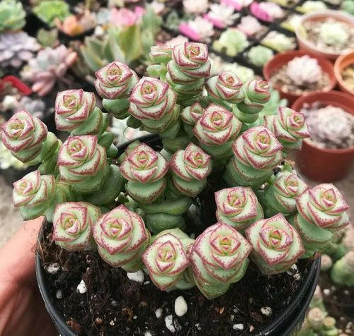 Live Crassula cv. 'Jade Necklace' Succulent Plant in 2'' Pot - Rare Indoor Houseplant for Home Decor, Easy Care Succulent