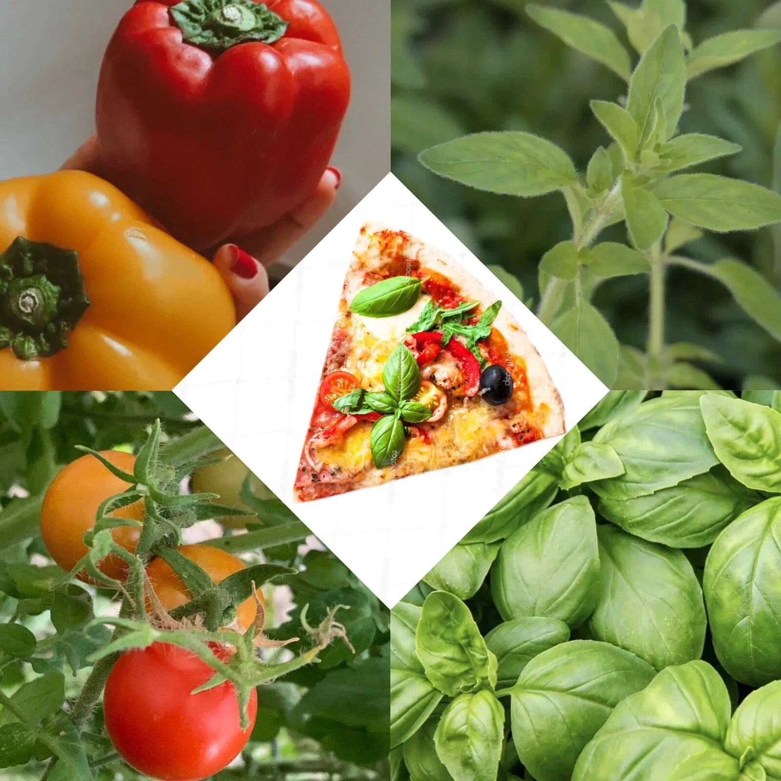 Pizza Garden Seed Set - Variety Pack Seeds for Cherry Tomato, Bell Pepper, Oregano, Basil - Perfect for Home Gardening