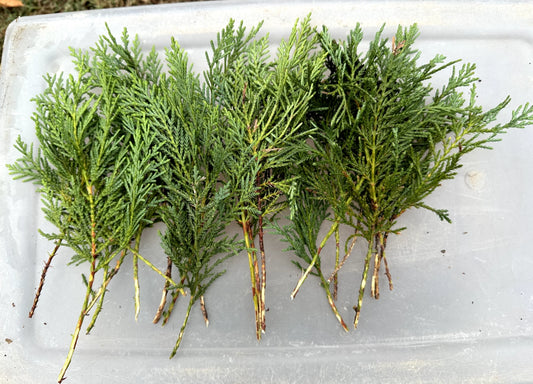 40 Leyland Cypress Cuttings - Fresh Non-Rooted Privacy Screen - Fast Growing Evergreen (Cupressocyparis leylandii)