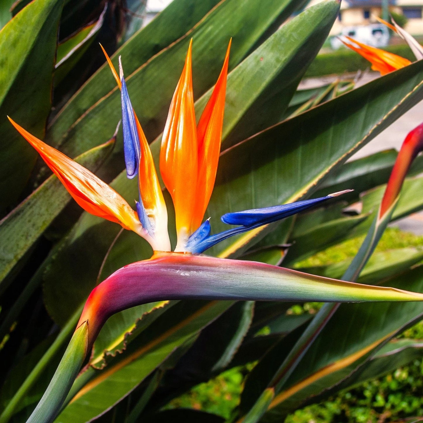 Birds of Paradise Seeds - Strelitzia Reginae, Orange Blue Variety for 2025 Planting
