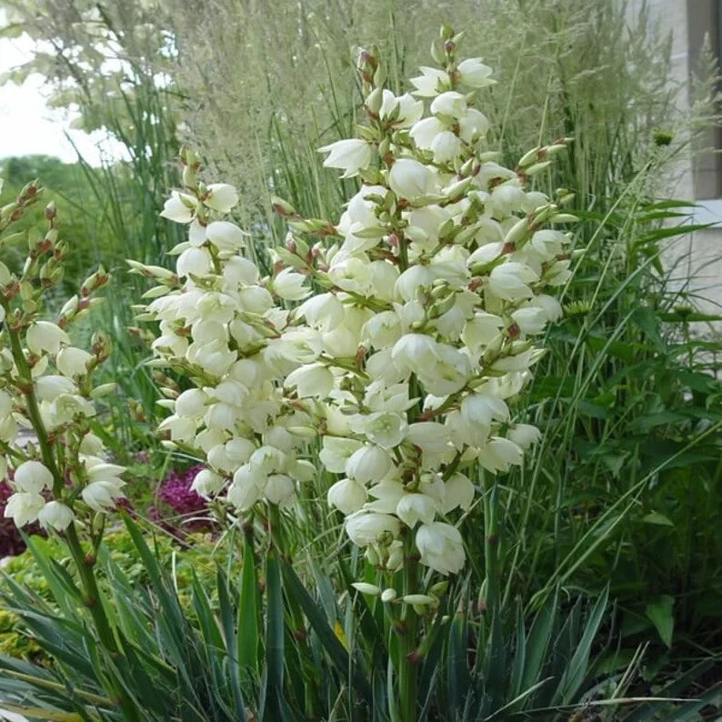 Adam's Needle Yucca Seeds - 100 Organic Seeds - Yucca filamentosa - USA Grown, Free Shipping