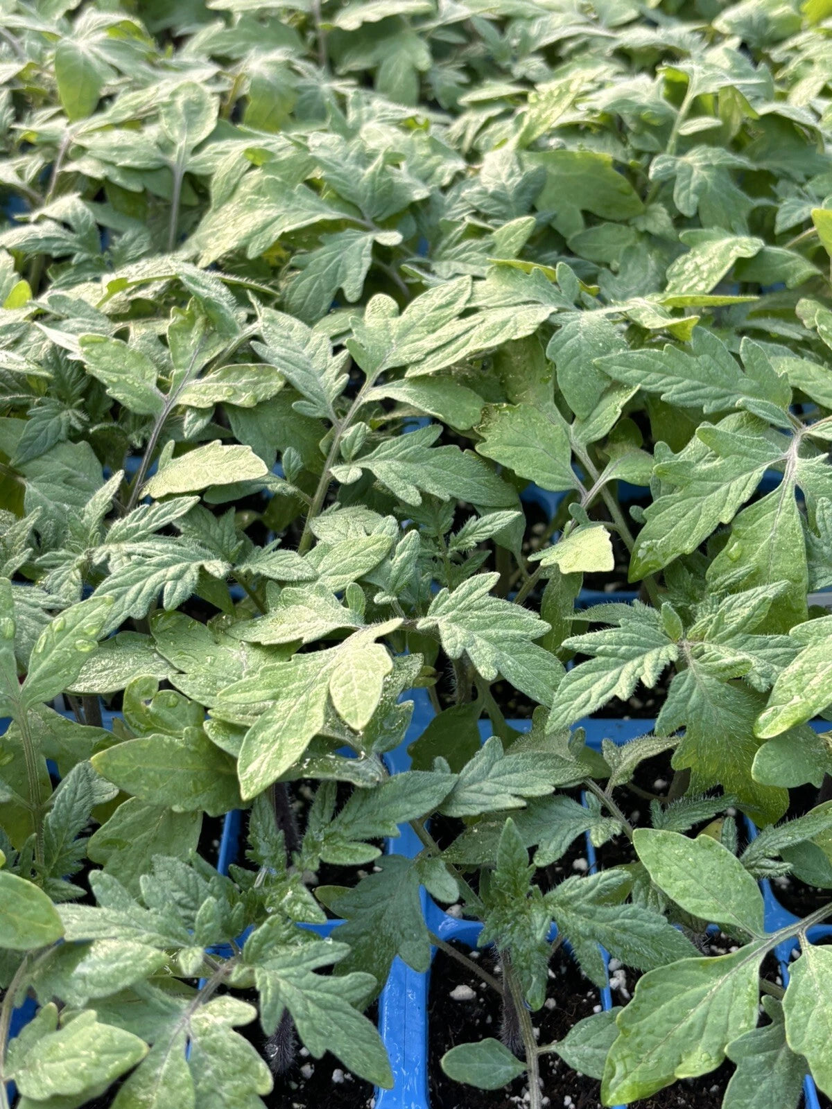 BIG BEEF TOMATO LIVE PLANTS - Lot of 2, 6-10 Inches, Heirloom Variety, Solanum lycopersicum