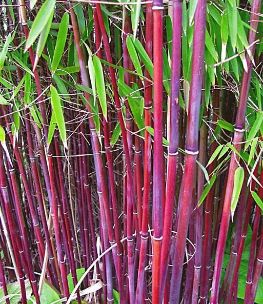 50 Bamboo Seeds for Privacy Garden - Clumping Siergras Variety - Fast-Growing Plant - US Seller