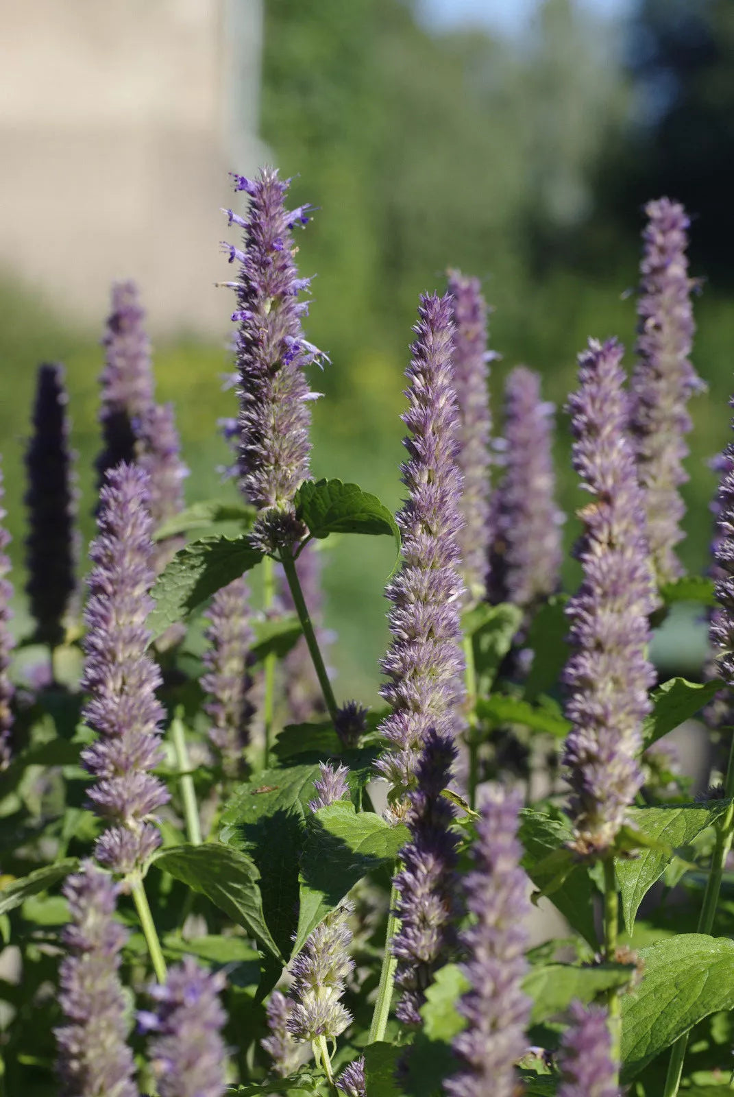 Anise Hyssop Seeds - 640 Count - Licorice Scented Foliage - Agastache foeniculum