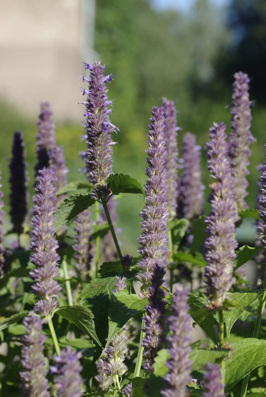 Anise Hyssop Seeds - 640 Count - Licorice Scented Foliage - Agastache foeniculum