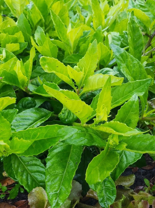 16 Longevity Spinach Cuttings - Gynura Procumbens - Mega Food Forest Pack - Edible Perennial Greens