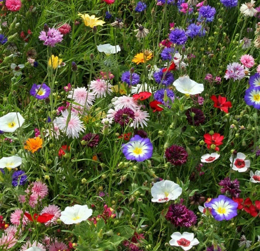 Butterfly Wildflower Seeds - 300 Count - Native Flower Mix - Pollinator Friendly (Various Species)