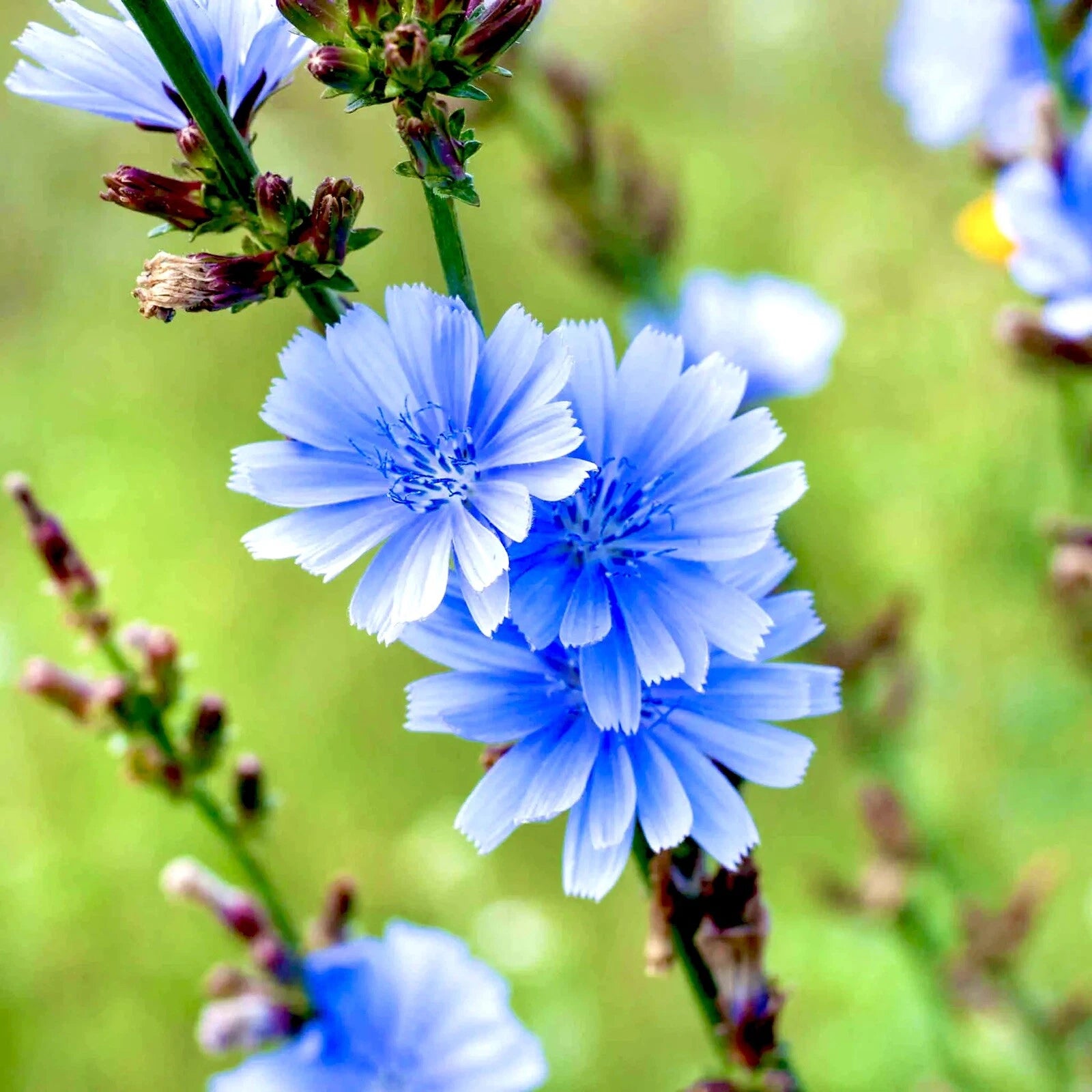 500 Chicory Seeds - Blue Perennial Flower - Cichorium intybus - Coffee Substitute - Free Shipping