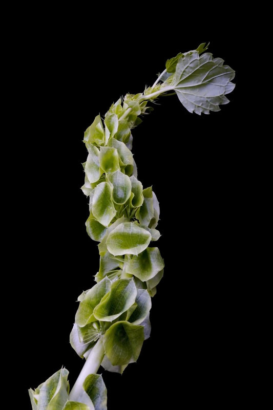 Bells of Ireland Flower Seeds - 100 Seeds - Green Flowering Plant - Moluccella laevis - Ideal for Cut Flower Displays