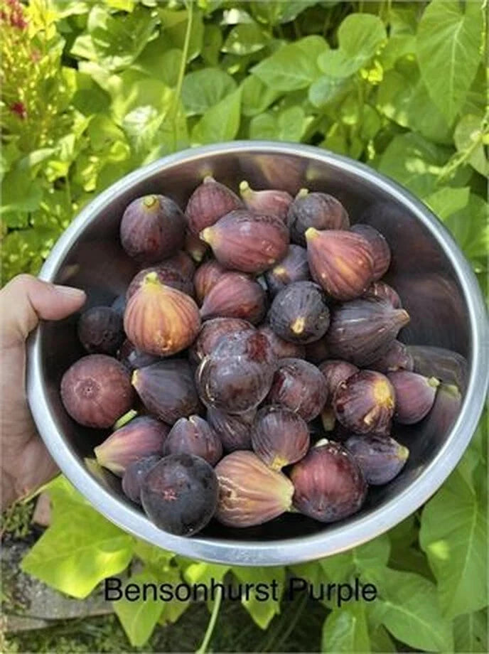 Bensonhurst Purple Cutting - 8 Inch Stem with 3 Nodes - Rare Plant Variety - Perfect for Propagation