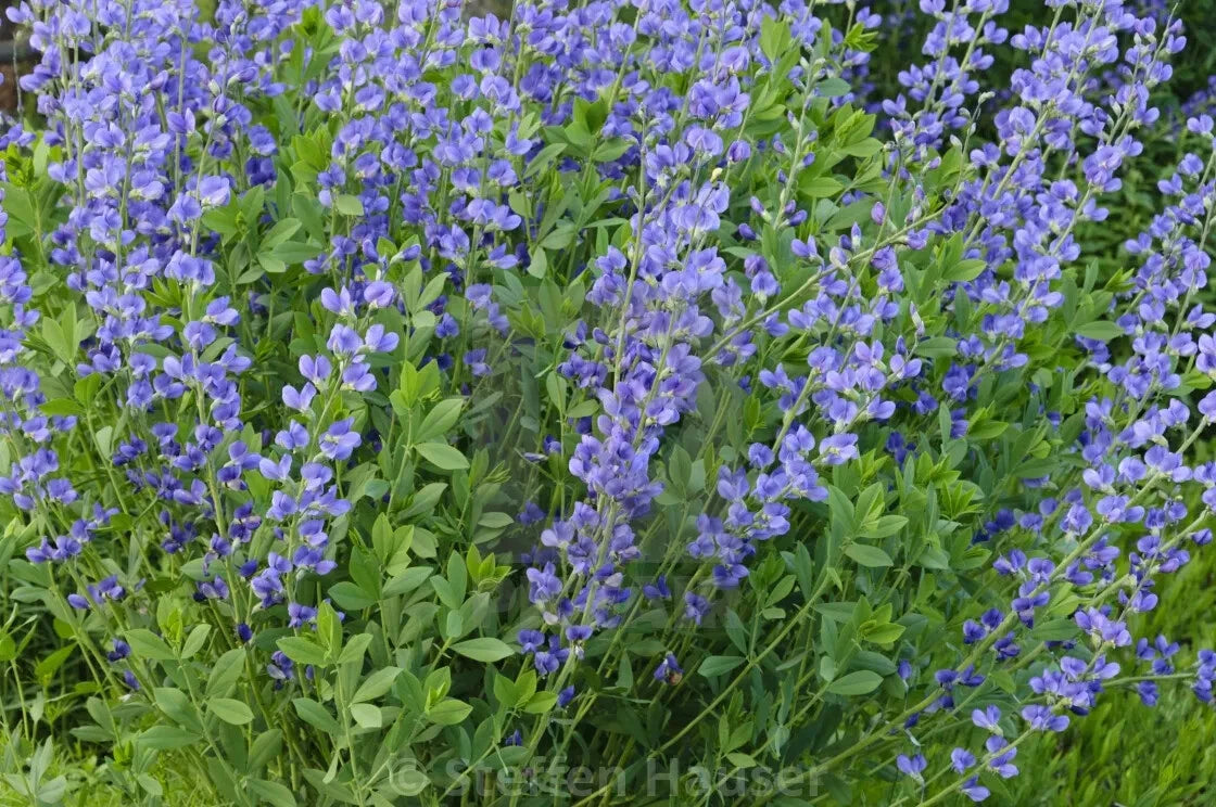 Blue False Indigo Live Plant 12-16" Set of 2 Baptisia australis