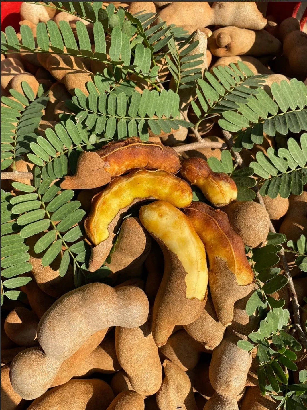 Sweet Tamarind Fruit Tree - Pack of 3 Healthy Live Plants - Tamarindus indica