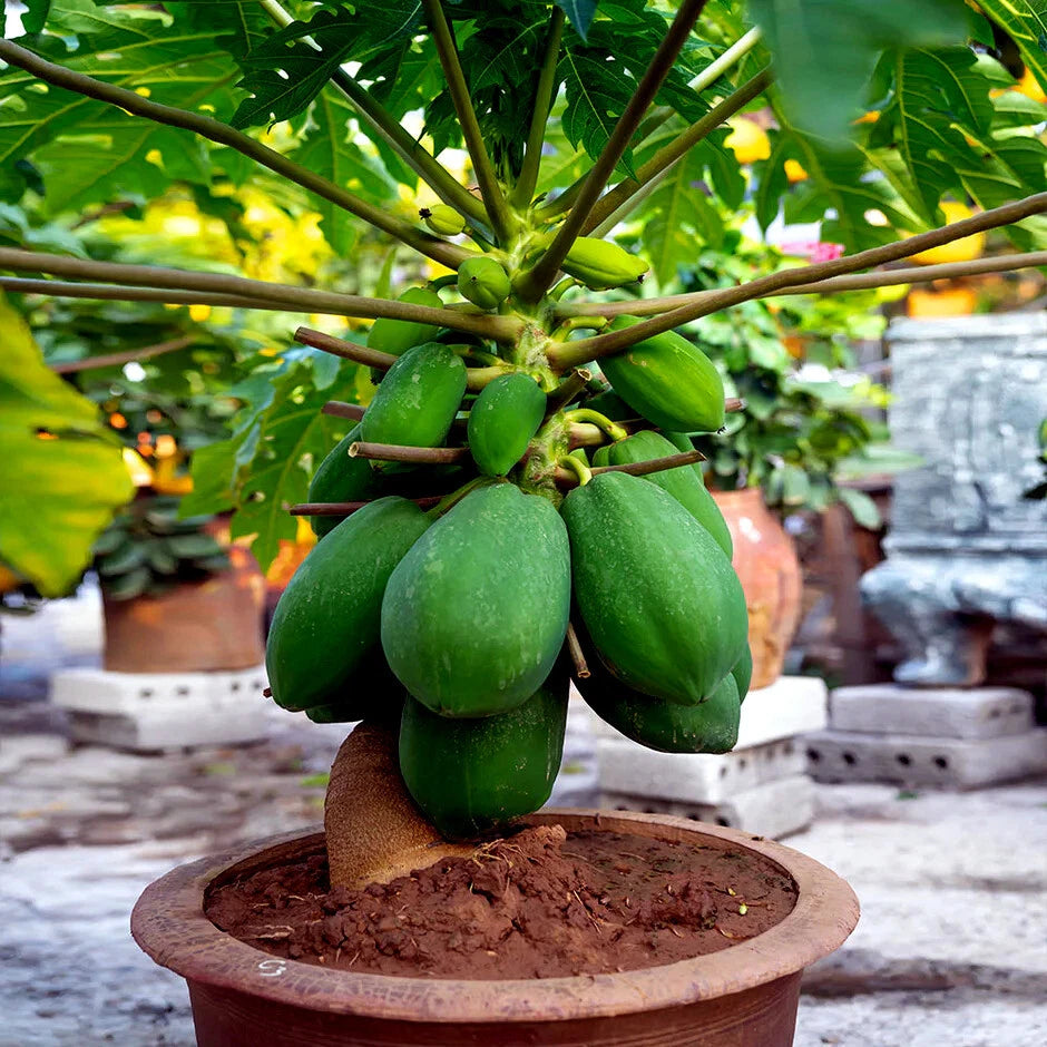 Dwarf Solo Waimanalo Tree Seeds - 50 Pack - Fast Fruiting Papaya - Carica Papaya - Ideal for Indoor Houseplant Gardening