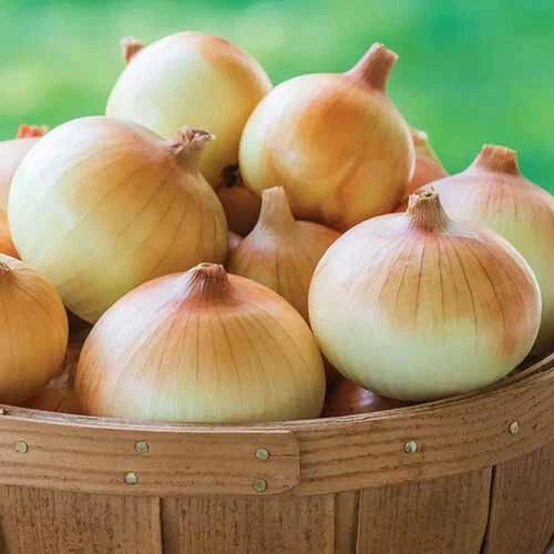 Candy Onion Seeds - 500+ Pack for Garden Planting - USA Grown - Allium cepa